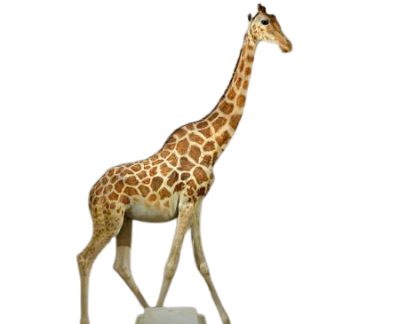 Zarafa la Girafe 